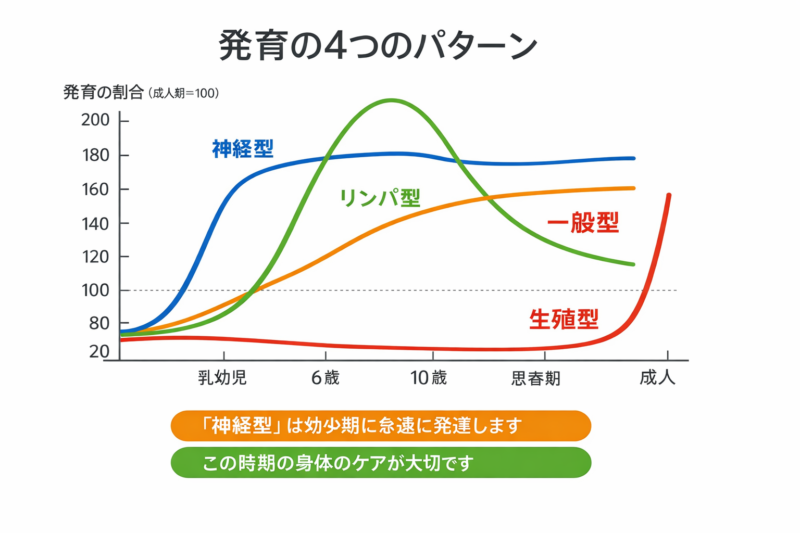 *Scammon’s Curve（臓器別発育曲線）